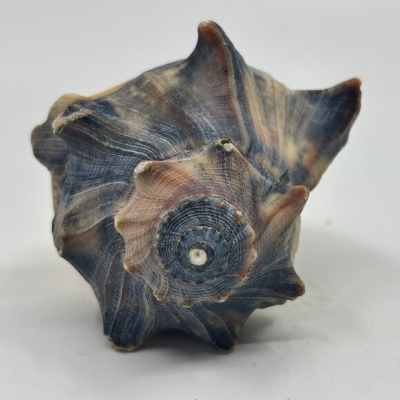 Knobbed Whelk Conch Seashell - Picture 1 of 9